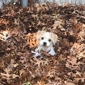 Meet your Posher, Natalie thompson-g